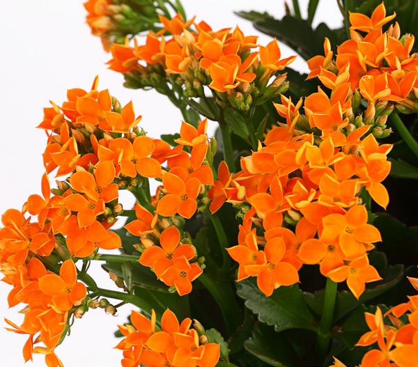 Freiland-Kalanchoe, verschiedene Farben