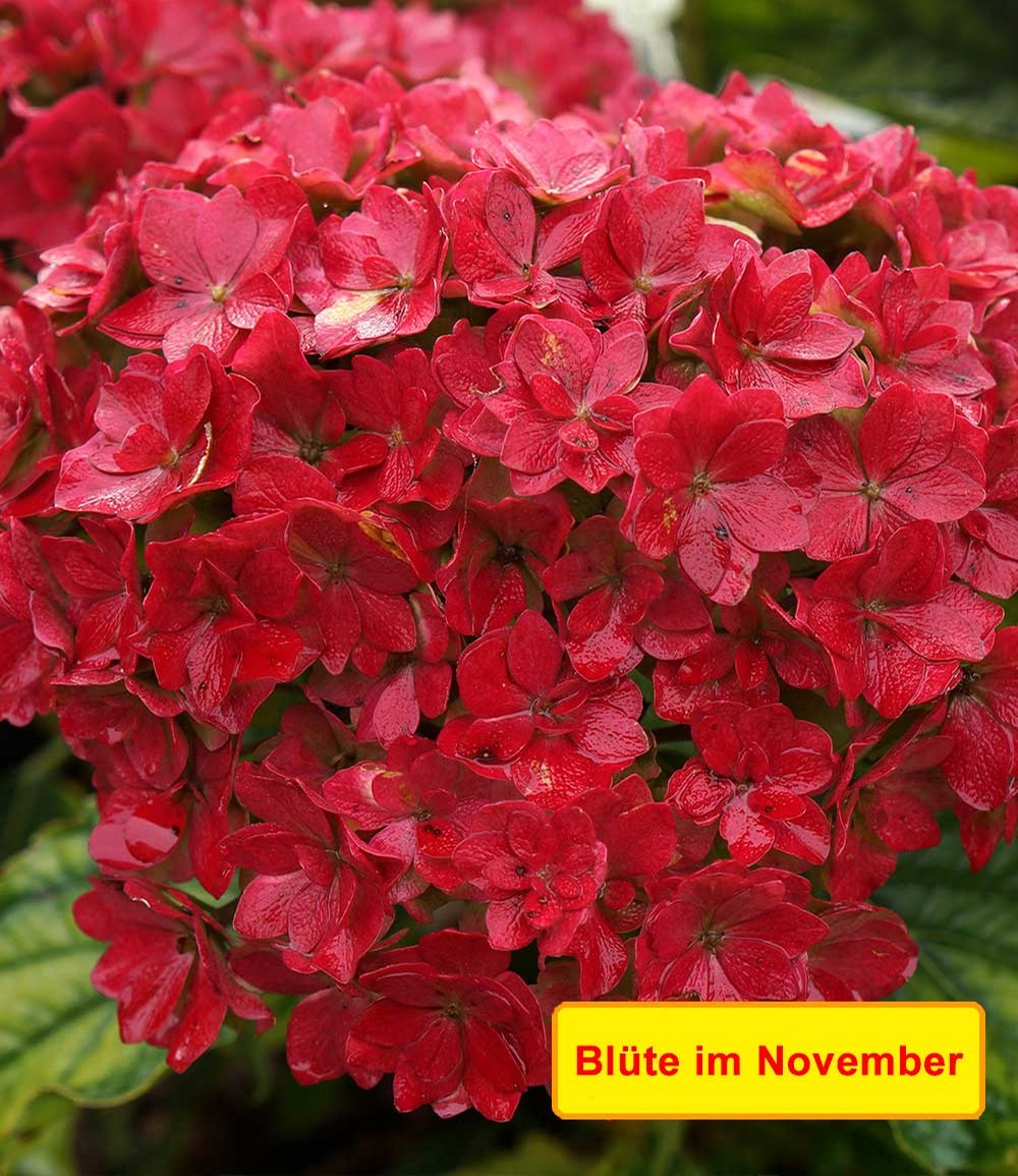 5-Stufen Hortensie 'Together®'