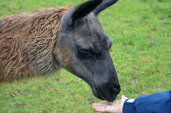 Lama und Alpaka Erlebnis Mittenwalde