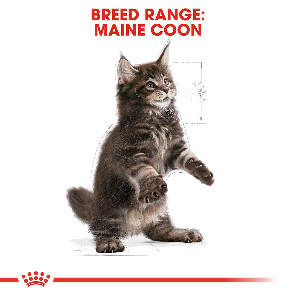 Royal Canin Maine Coon Kitten - Kattenvoer