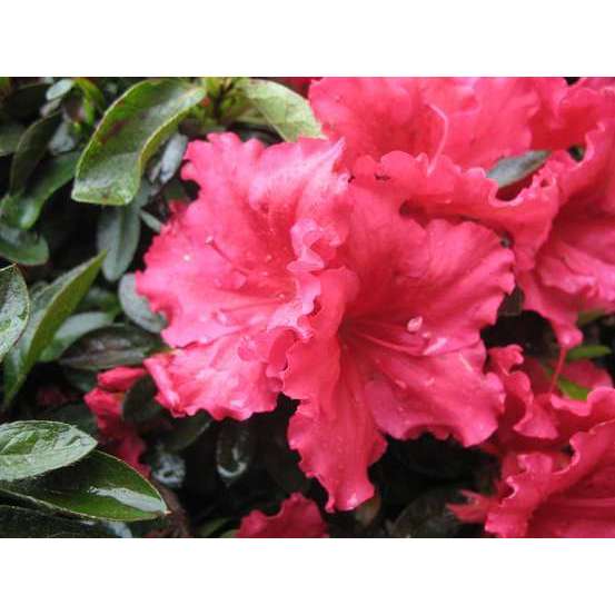 Azalea japonica 'Red Wing': 7.5 litres (rouge soutenu)