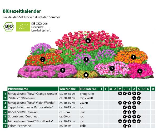 Bio Stauden-Set Trocken durch den Sommer,