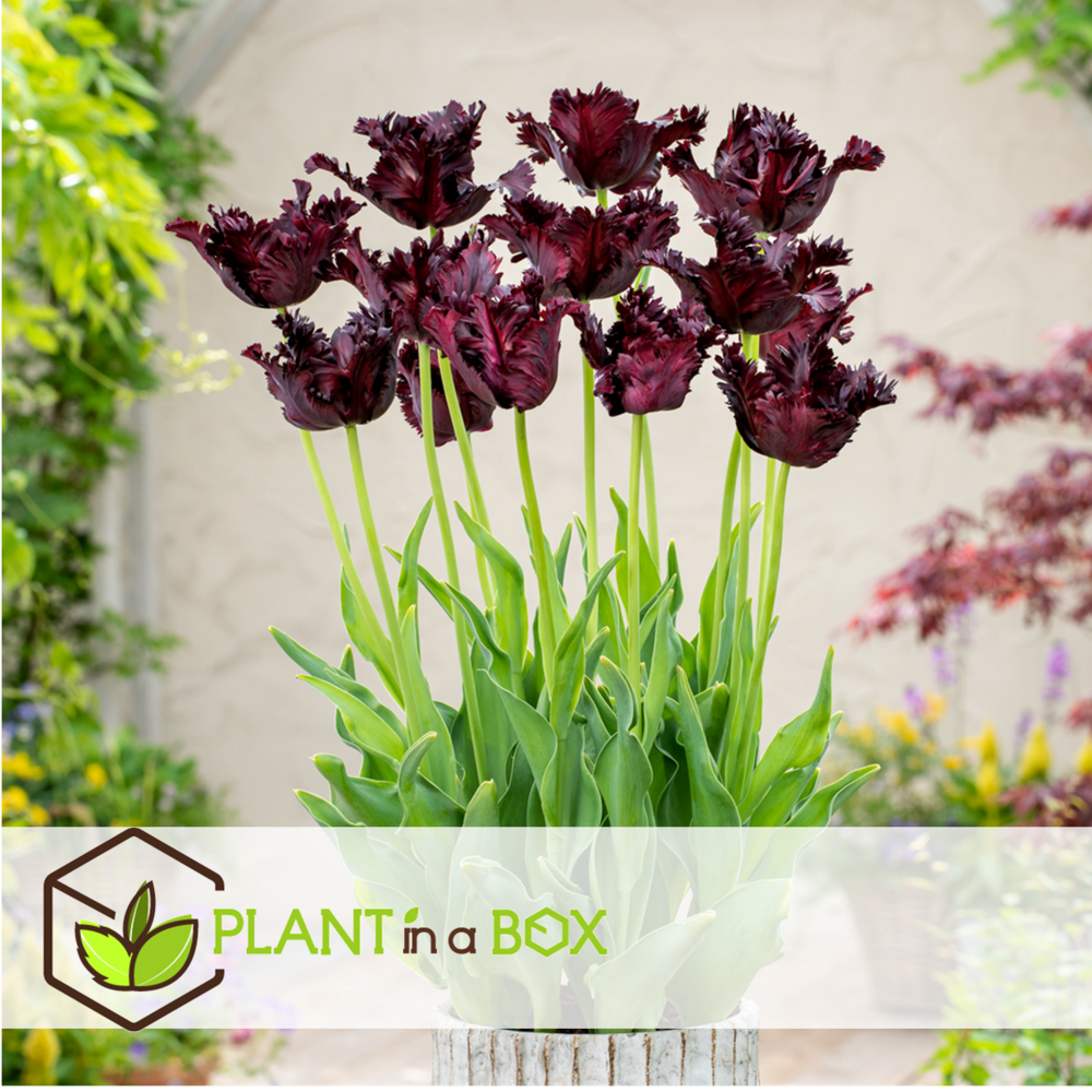 Tulipa black parrot - bulbes à fleurs x21 - tulipe perruche
