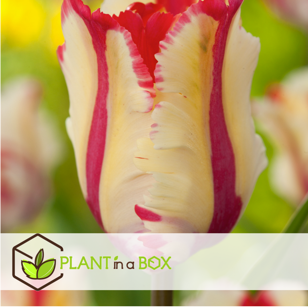 Tulipa flaming parrot - bulbes à fleurs x15 - tulipe - tulipe perruche