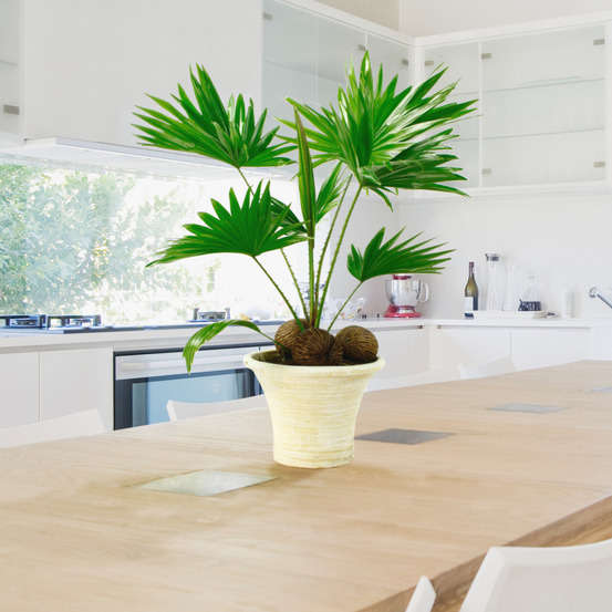 Livistona : H40/50cm coupe déco D26 cm