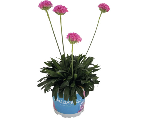 Breedbladige anjer Dreameria 'Sweet Dreams' FloraSelf D 12 cm