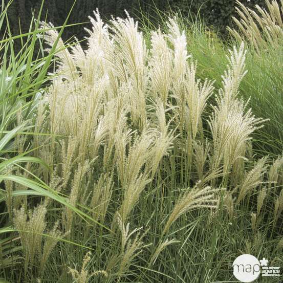 Miscanthus sinensis 'Graziella ':pot 12L