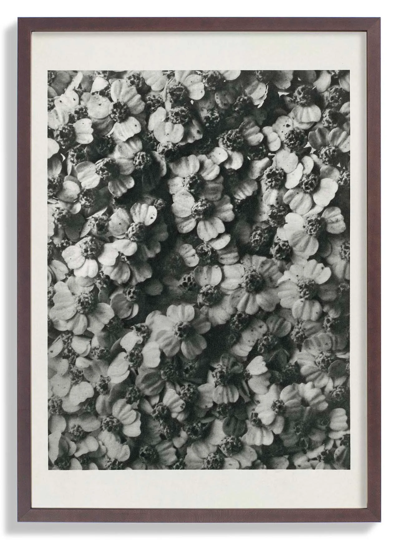 Karl Blossfeldt Photogravüre Nr 68