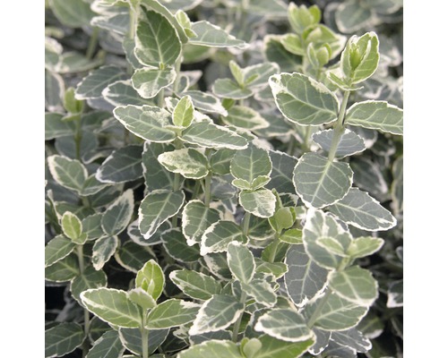 Bonte kruipspindaboom, FloraSelf Euonymus fortunei 'Emerald Gaiety', halfstam, 40 cm H 60-80 cm, Co 6 L