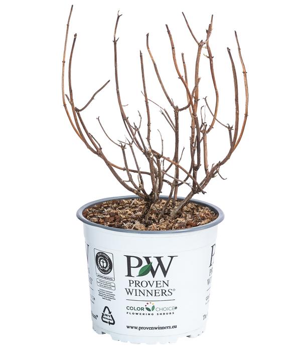 Schneeball-Hortensie 'Pink Annabelle®'