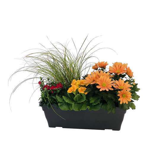 Jardinière de bisannuelles et vivaces 40 cm - Coloris variables
