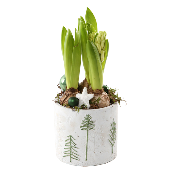 Jacinthe x3 : pot décoration montagne D13 cm