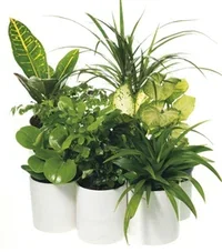 Plantagen Potte Harmoni Ø29 cm