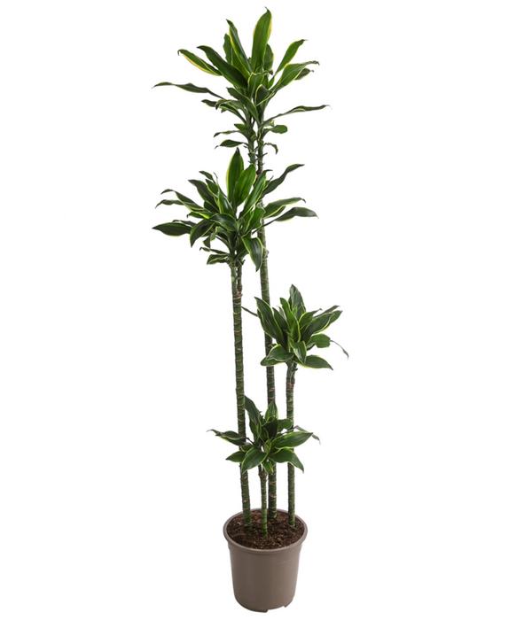 Drachenbaum - Dracaena fragrans var. Stedneri