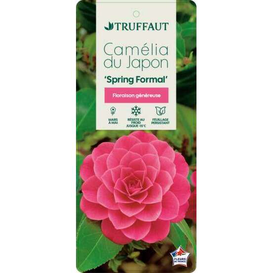 Camellia japonica 'Spring Formal ': conteneur 3 litres