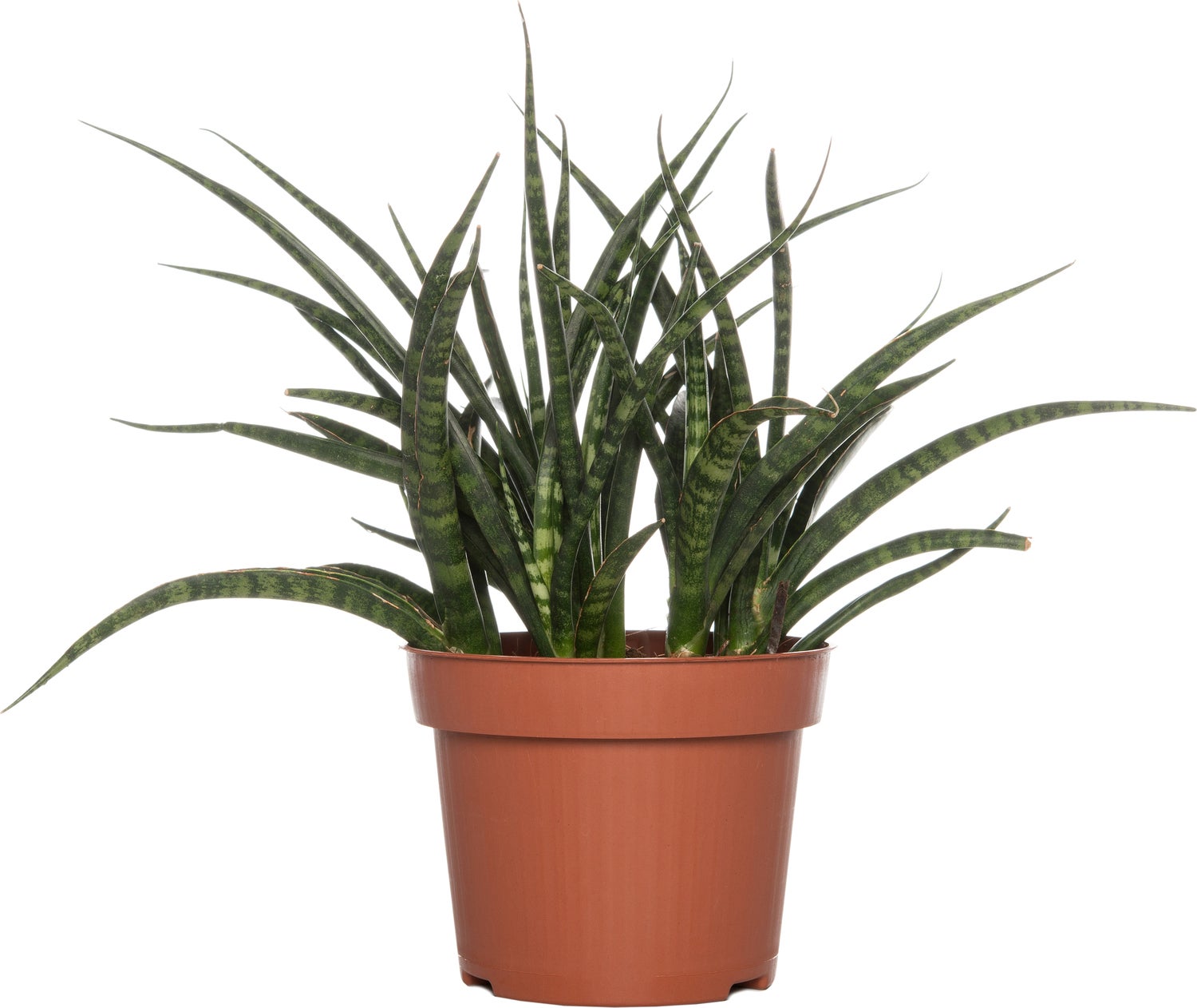 Vrouwentong (Sansevieria 'Fernwood Punk') D 12 H 30 cm