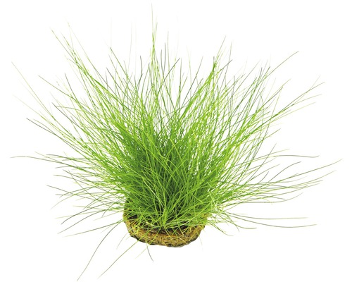 Aquarium waterplantenpakket M 