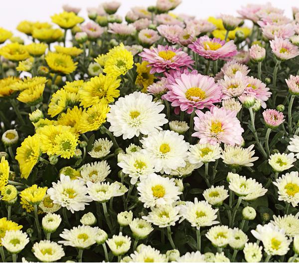 Herbst Chrysanthemen-Trio