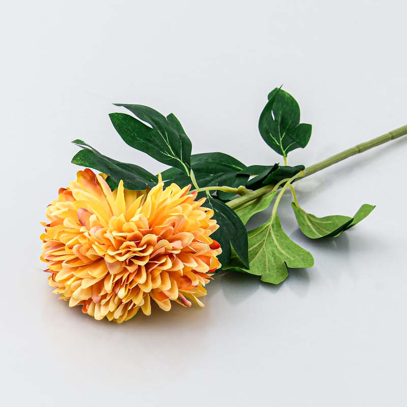 Tige de chrysanthème pompon