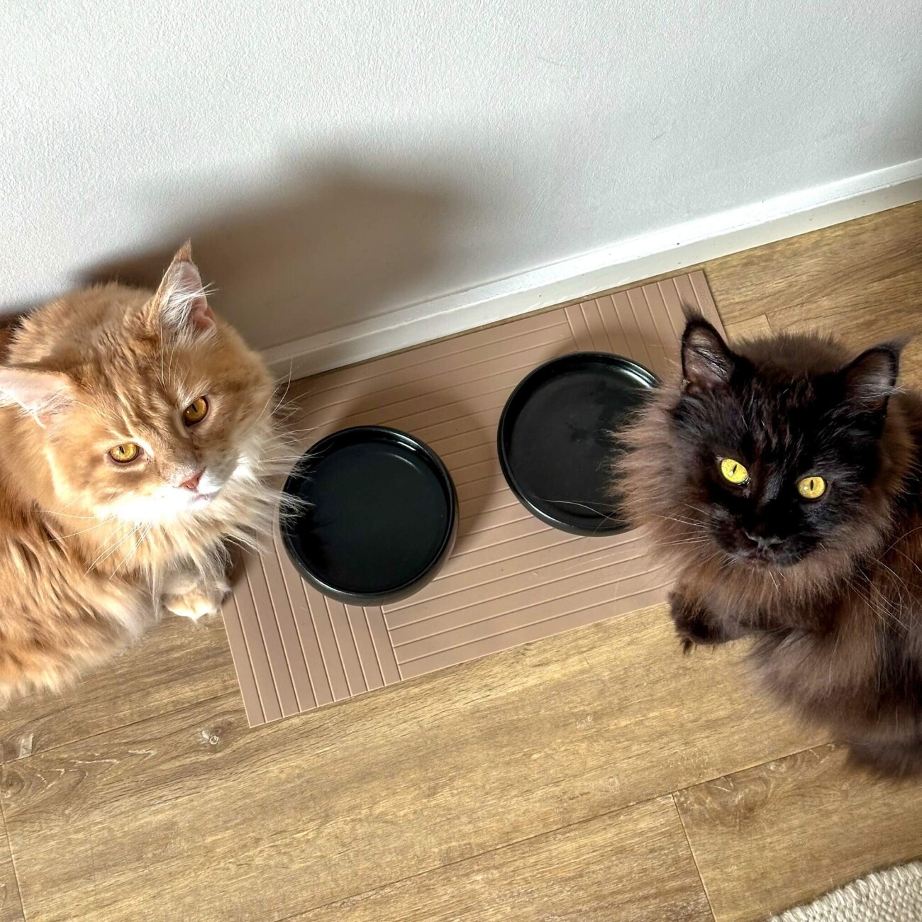 The Catery Wassernapf Schwarz