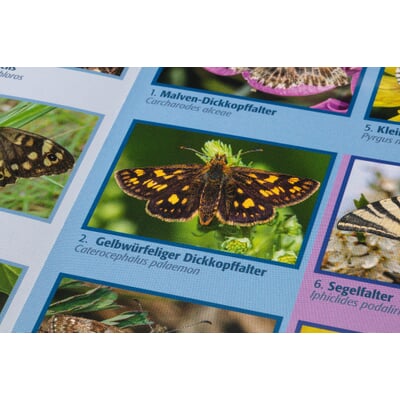 Bestimmungskarten Insekten (3 Stück)