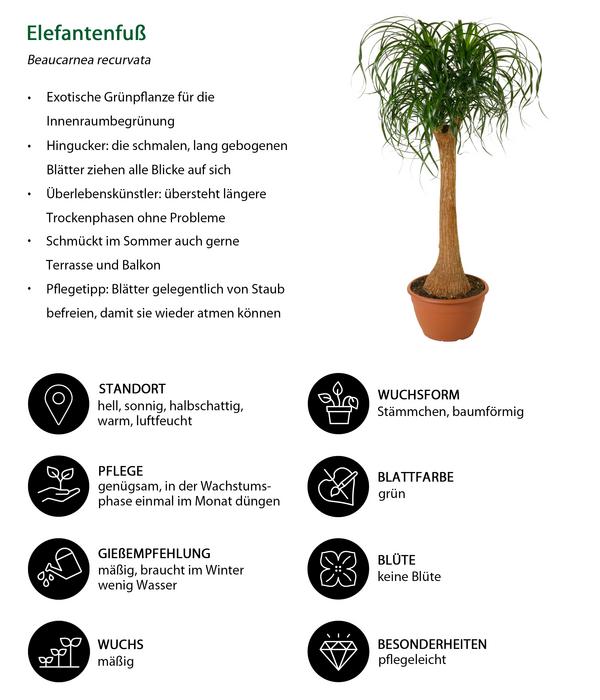 Elefantenfuß - Beaucarnea recurvata