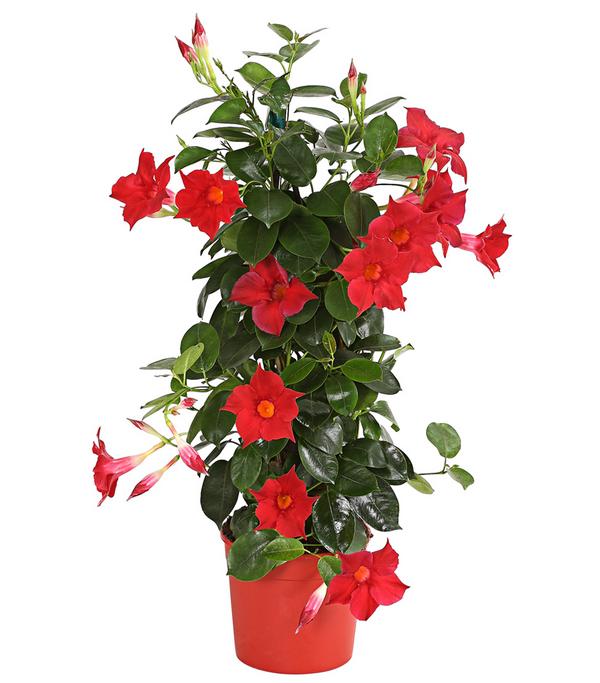 Dipladenie, Pyramide, verschiedene Farben