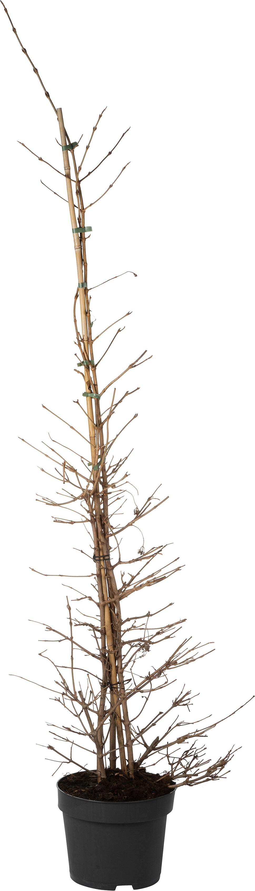 Japanse Sneeuwbal (Viburnum plicatum 'Kilimandjaro') D 28 H 125 cm