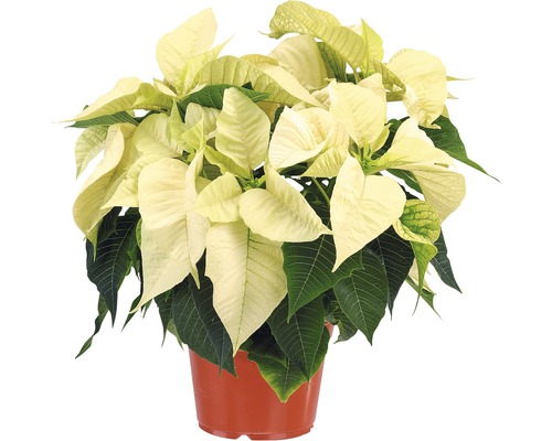 Poinsettia FloraSelf Euphorbia pulcherrima H 10-20 cm Ø 10,5 cm pot