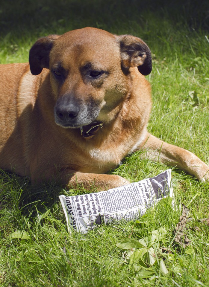 Doggy Fake News Toy (DIG05)