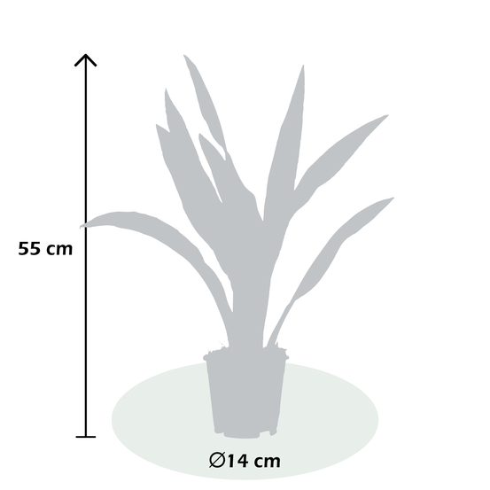 Sanseveria Aubrytniana - pot D14cm