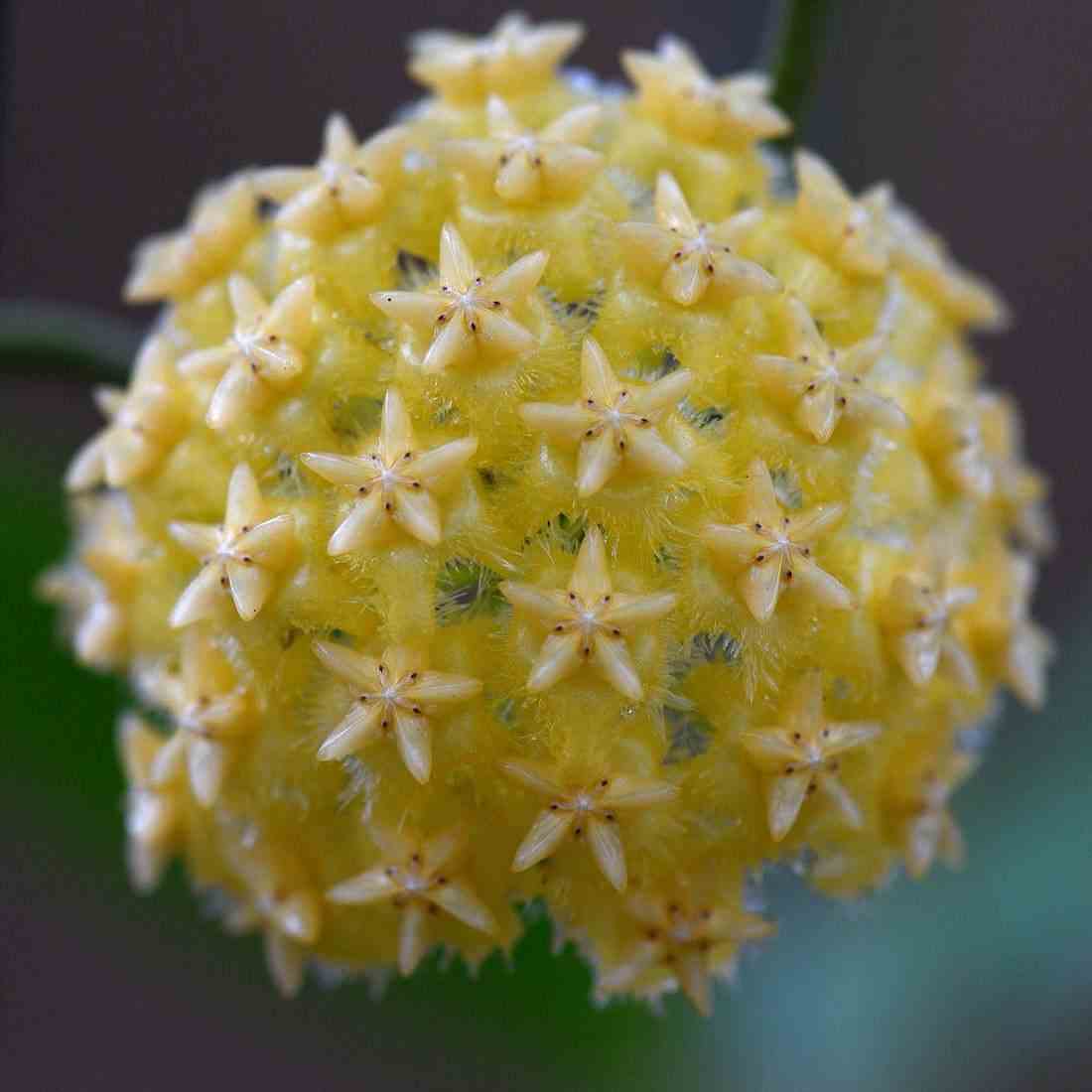 Hoya mindorensis (lite yellow) (fleur de porcelaine, fleur de cire) jaune - taille pot de 2 litres - 20/40 cm