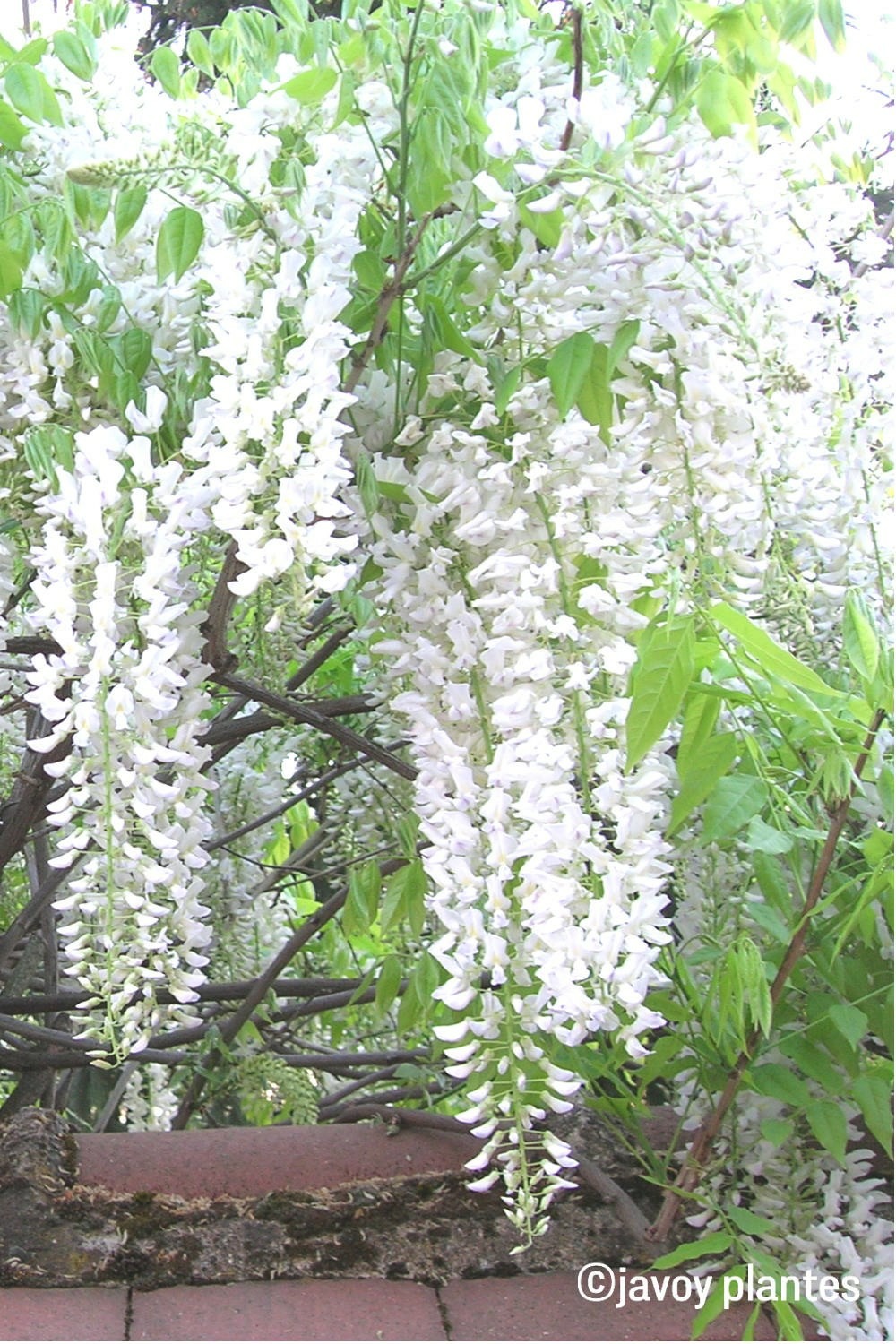 Glycine 'alba' - 3l