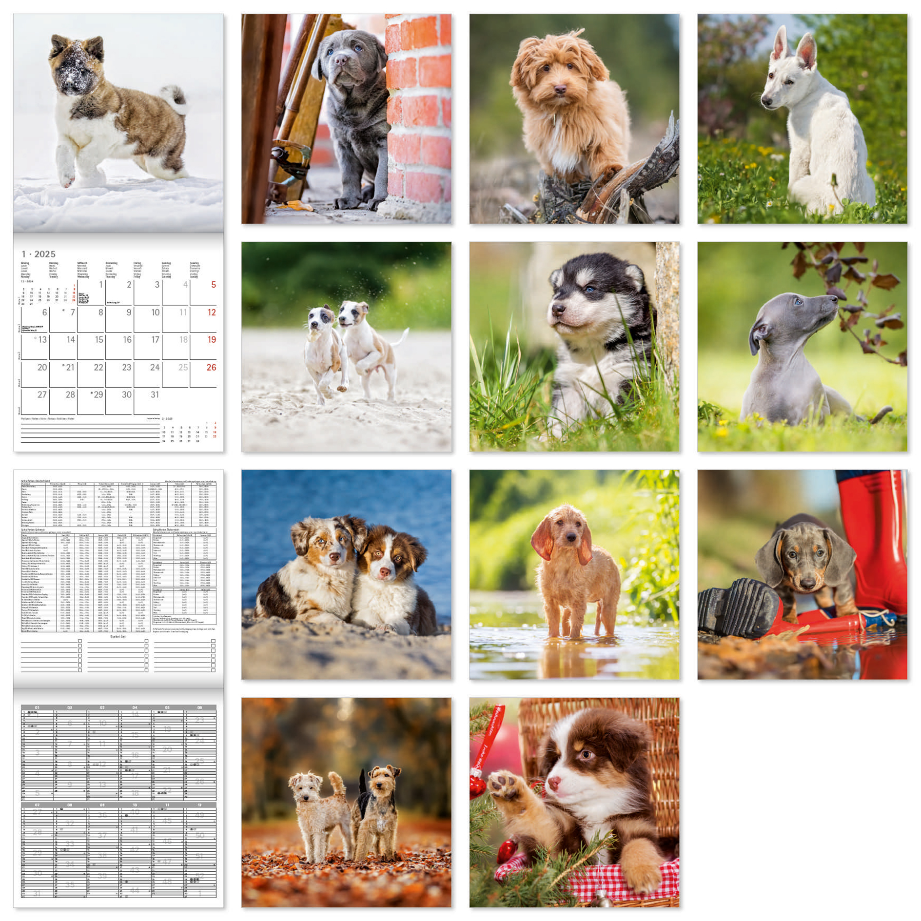 Broschürenkalender 2025 - Welpen - 30x30 cm