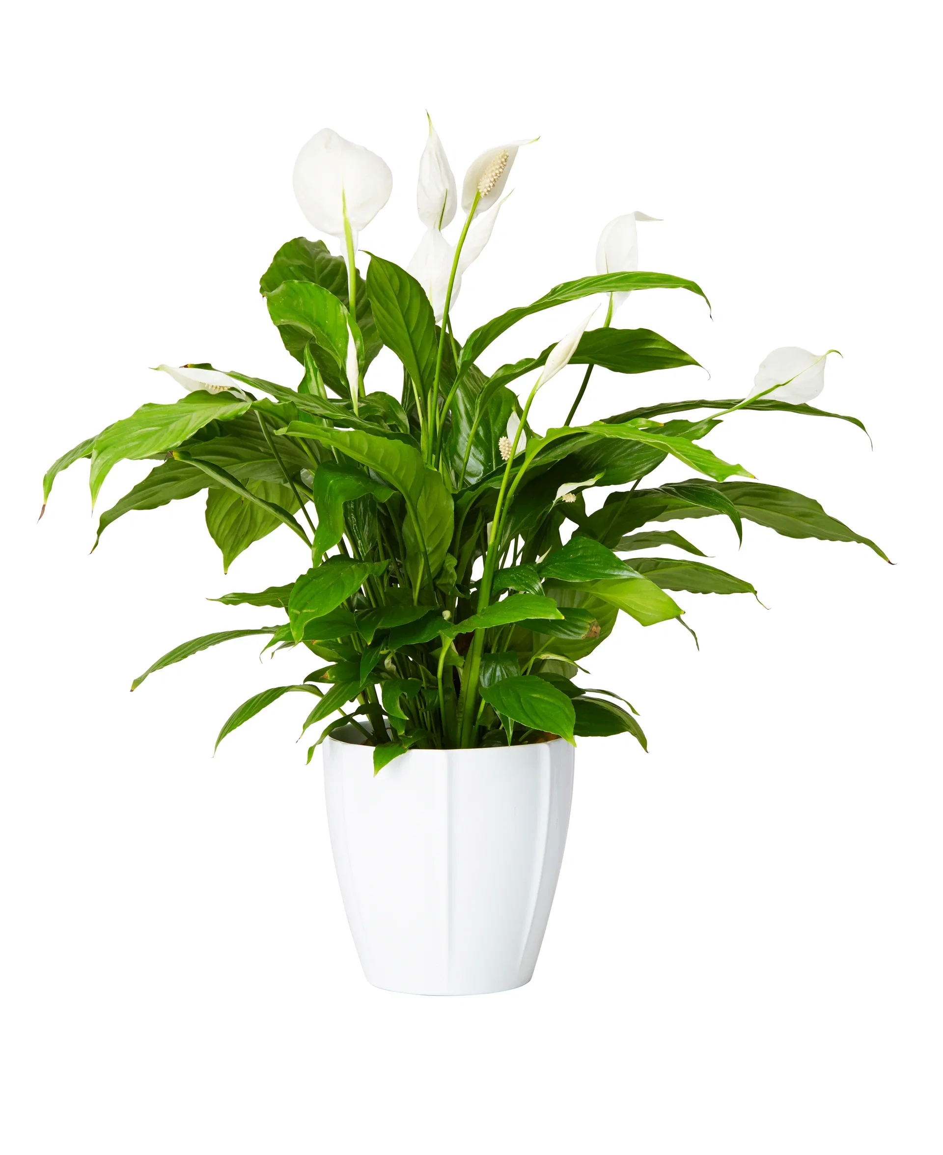 Spathiphyllum 'Verdi' Fredslilje 'Verdi' Høyde 70 cm