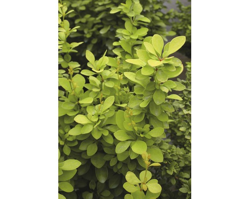 Gele dwergberberis Berberis thunbergii 