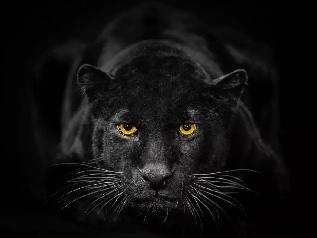 Glasbild 30 x 40 cm Black Panther III