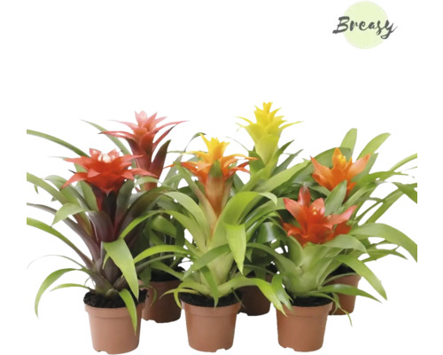 Bromelia, Guzmania MIX FloraSelf Bromelia 'Cupcake' H 20-25 cm Ø 9 cm pot willekeurige variëteitselectie