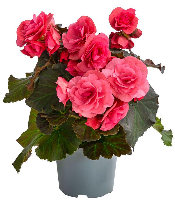 Begonie 'Solenia', verschiedene Farben