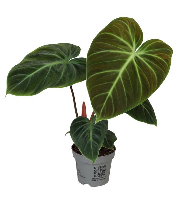 Baumfreund - Philodendron 'El Choco Red'