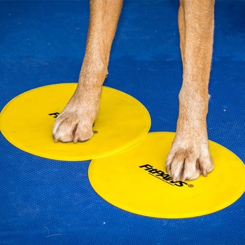 Acessórios para adestramento de cães