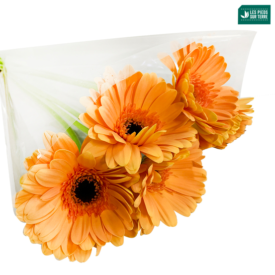 Botte Gerbera X5