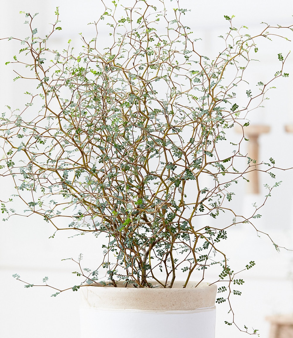 Maori® Sophora Cotoneaster 'Little Baby'