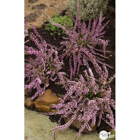 Calluna vulgaris 'Anne Marie':conteneur 1 litre
