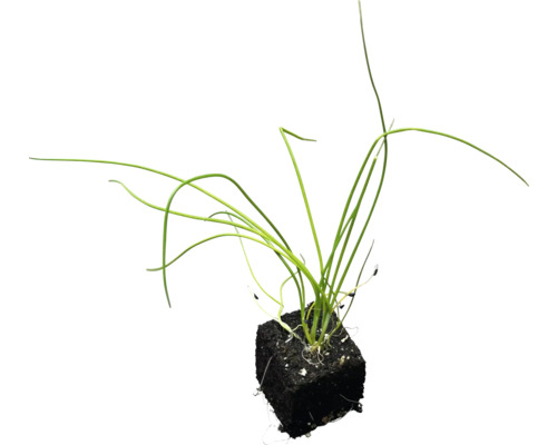 Biologische groentezaailingen, groentesoorten los met kluit/potgrond