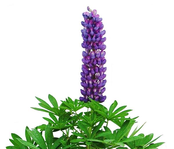 Bio Lupine, blau
