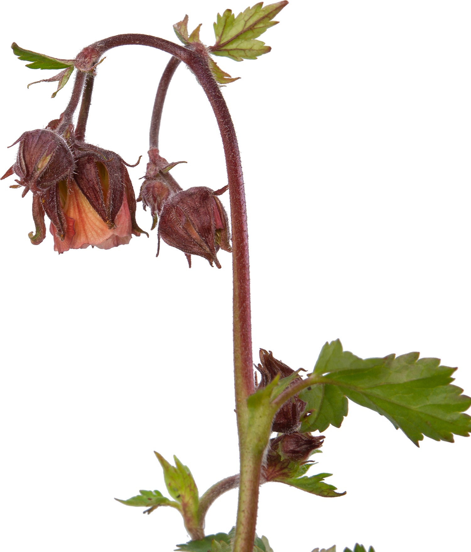 Nagelkruid (Geum rivale) D 9 H 10 cm