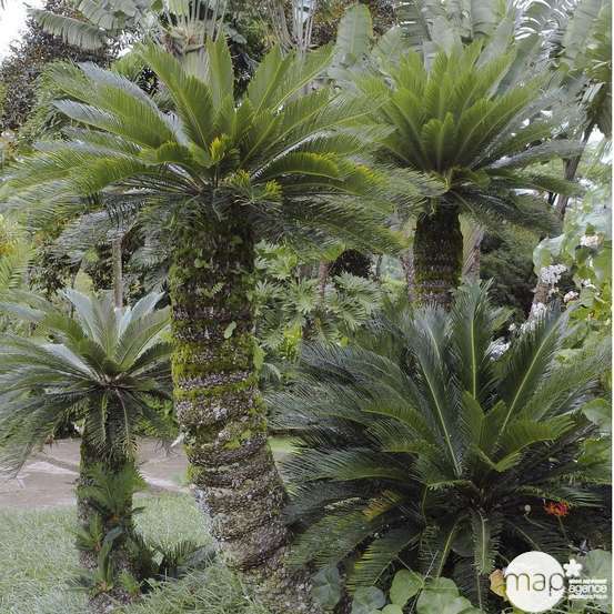 Cycas revoluta:pot D20 cm