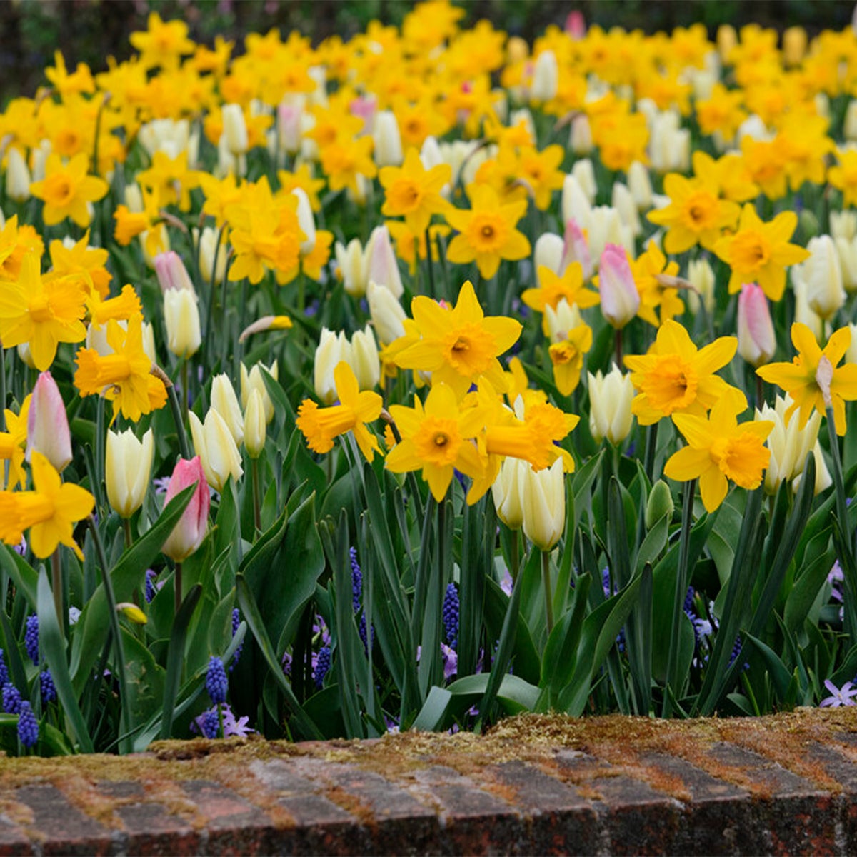Bloomique – 15-pack – Narcis – Narcis – grootbloemige mix – kleurenmix – bloembollen – voorjaarsbloeiers – vaste planten – wordt 35–45 cm hoog