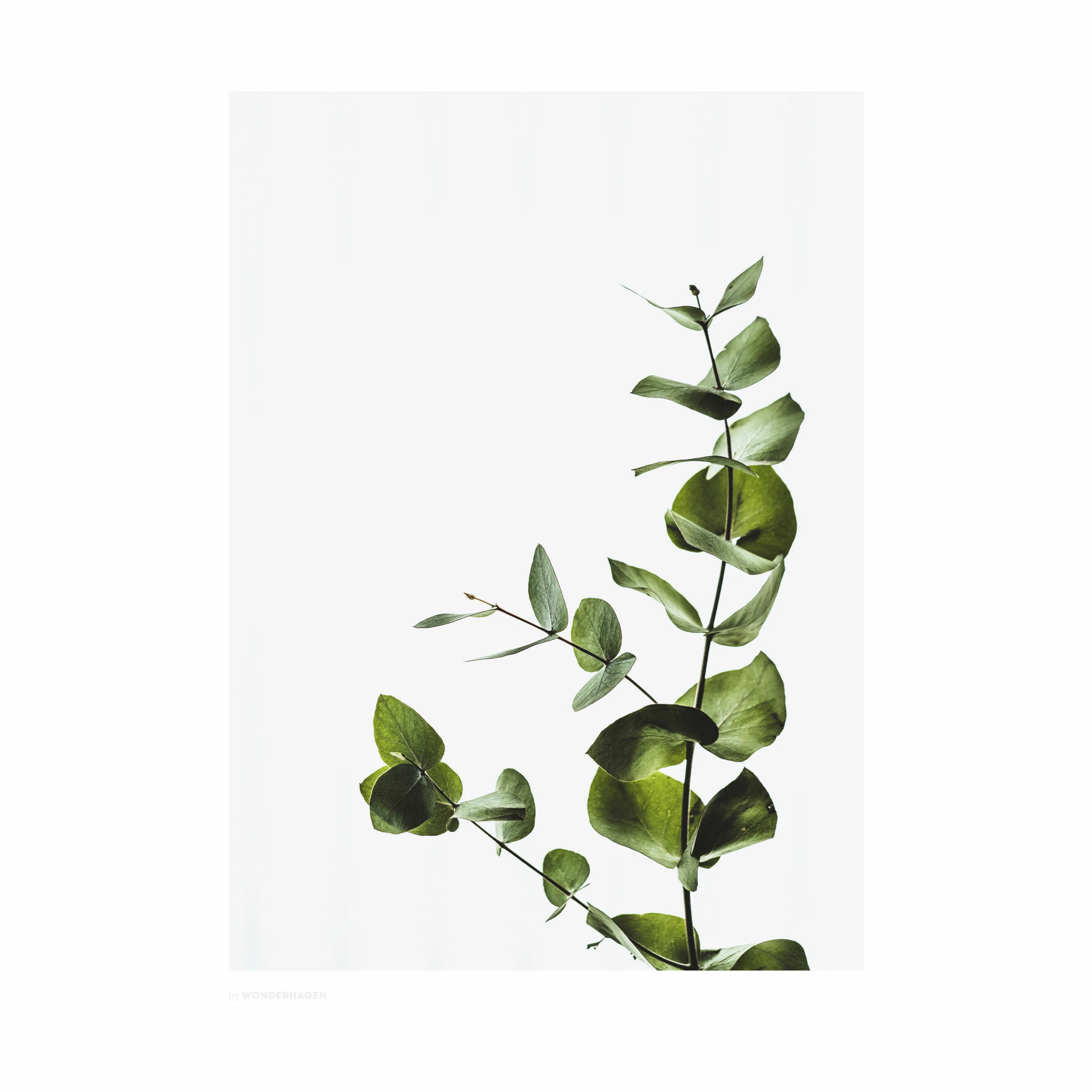 Poster&Frame Plakat Eucalyptus 2